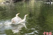 免费测算吉林：罕见白鸬鹚连续两年“故地重游”