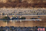 免费测算歙县完成安徽首个县域生物多样性调查 共记录物种近4千种